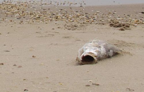 Cá chết dạt bờ biển Hà Tĩnh. Ảnh: Đức Hùng.